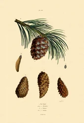 マウンテンパイン、1833-39